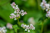 Common buckwheat (Fagopyrum e...