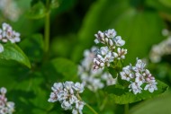 Common buckwheat (Fagopyrum e...