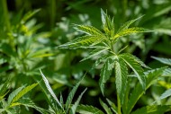Industrial hemp field (Cannab...
