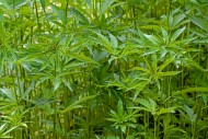 Industrial hemp field (Cannab...