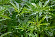 Industrial hemp field (Cannab...