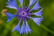 Cornflower / bachelor\'s butt...