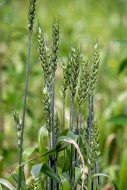 Lavett, common spring wheat /...