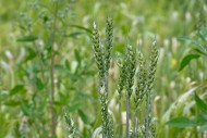 Lavett, common spring wheat /...