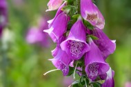 Common foxglove (Digitalis pu...