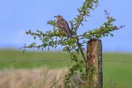 Mistle thrush (Turdus viscivo...