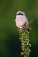 Great grey shrike (Lanius exc...