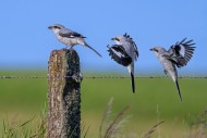 Great grey shrike (Lanius exc...