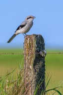 Great grey shrike (Lanius exc...