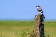 Great grey shrike (Lanius exc...