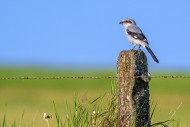 Great grey shrike (Lanius exc...