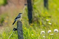 Great grey shrike (Lanius exc...
