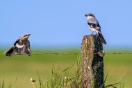 Great grey shrike (Lanius exc...