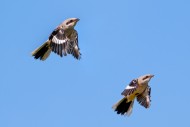 Two young great grey shrike (...