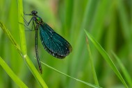Beautiful demoiselle (Calopte...