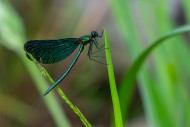 Beautiful demoiselle (Calopte...