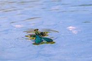 Beautiful demoiselle (Calopte...