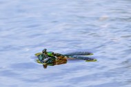 Beautiful demoiselle (Calopte...
