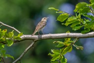 Tree pipit (Anthus trivialis ...