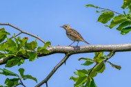 Tree pipit (Anthus trivialis ...