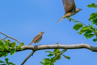 Two tree pipits (Anthus trivi...