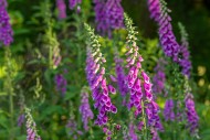 Common foxglove (Digitalis pu...
