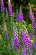 Common foxglove (Digitalis pu...