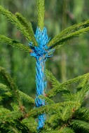Spruce tree sapling painted b...
