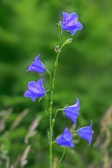Peach-leaved bellflower (Camp...
