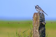 White wagtail (Motacilla alba...