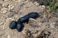 Close-up of black coloured dr...