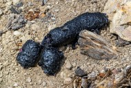 Close-up of black coloured dr...