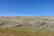 Partially dried mown grass in...