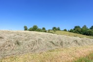 Partially dried mown grass in...