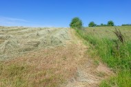 Partially dried mown grass in...