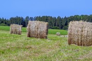 Baled partially dried mown gr...