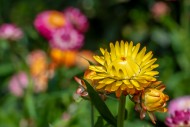 Colourful yellow everlasting ...