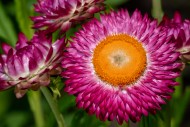 Colourful golden everlasting ...