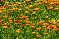 Mary\'s gold / common marigol...