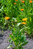 Mary\'s gold / common marigol...