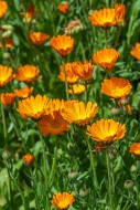 Mary\'s gold / common marigol...