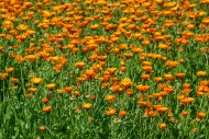 Mary\'s gold / common marigol...