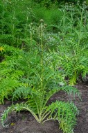 Cardoon / artichoke thistle (...