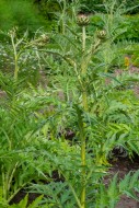 Cardoon / artichoke thistle (...