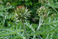 Cardoon / artichoke thistle (...