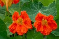 Garden nasturtium / Indian cr...