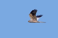 Montagu\'s harrier (Circus py...