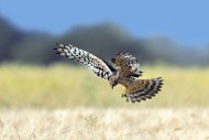 Montagu\'s harrier (Circus py...