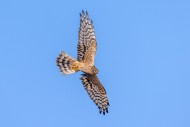 Montagu\'s harrier (Circus py...