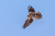 Montagu\'s harrier (Circus py...